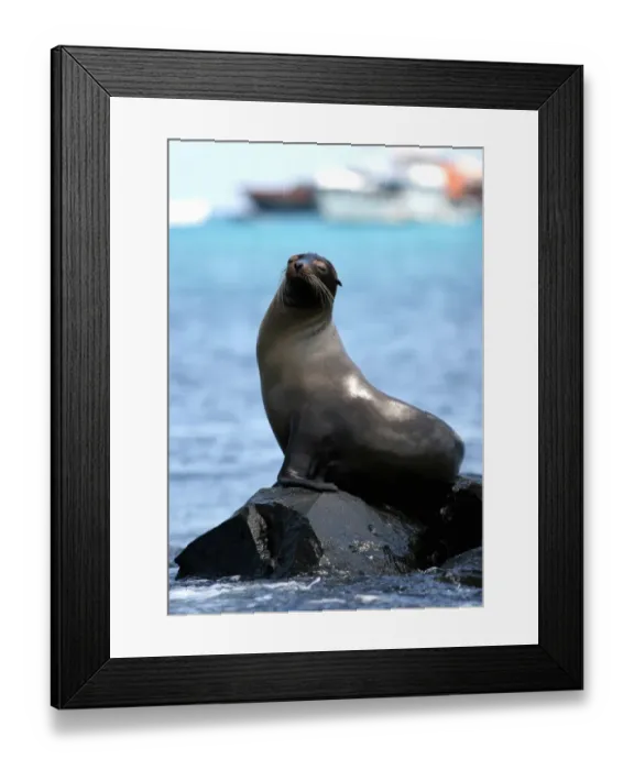 Framed Print : Ecuador-Galapagos-Fauna