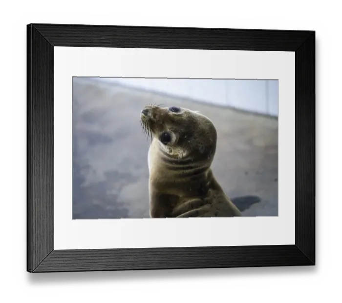 Framed Print : Us-Feature-Animal-Sea Lion and Seal Rescue