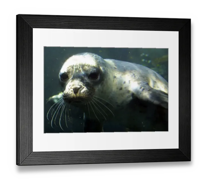 Framed Print : Mer-Animaux Framed Print : Mer-Animaux