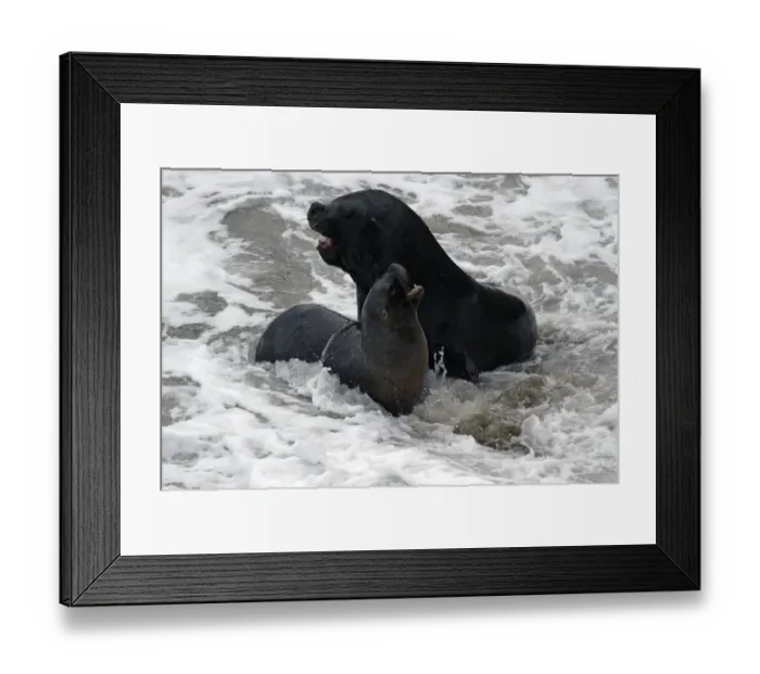 Framed Print : Argentina-Wildlife-Seal Framed Print : Argentina-Wildlife-Seal