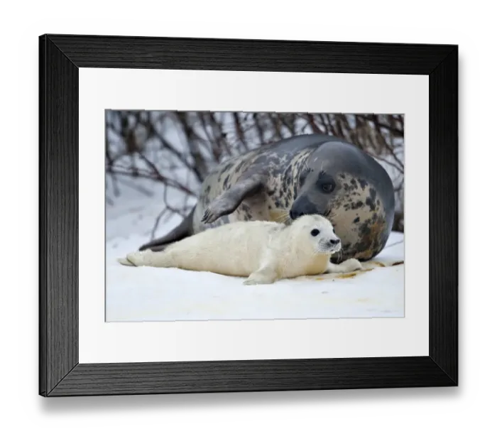 Framed Print : Denmark-Animals-Baby Seal