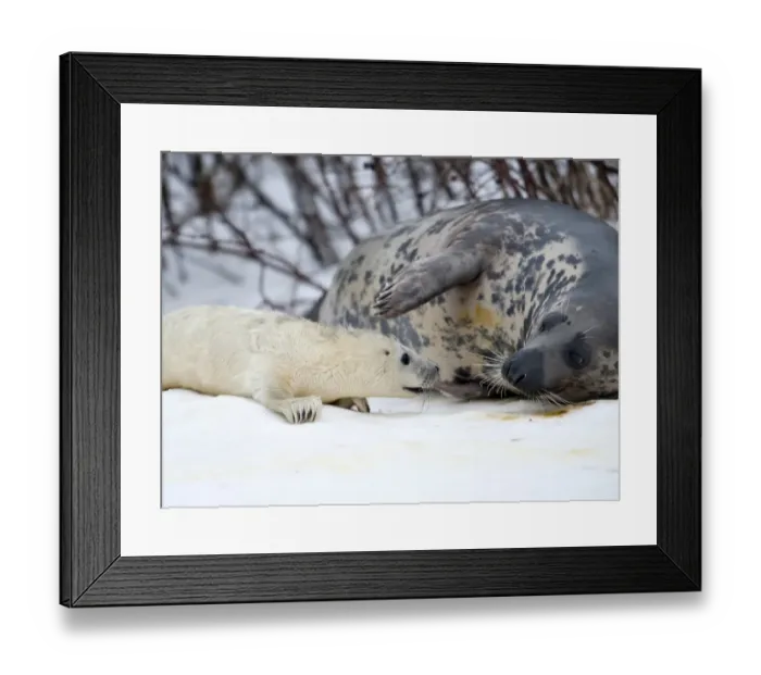 Framed Print : Denmark-Animals-Baby Seal