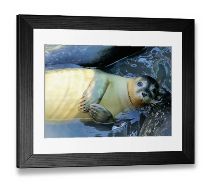 Framed Print : France-Animal-Seal
