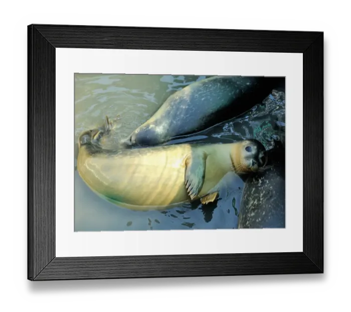Framed Print : France-Animal-Seals