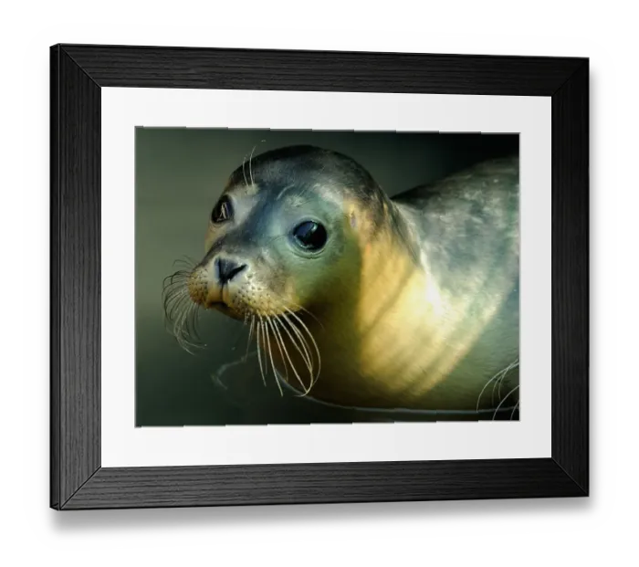 Framed Print : France-Animal-Seal Framed Print : France-Animal-Seal