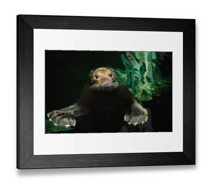 Framed Print : France-Seal Framed Print : France-Seal