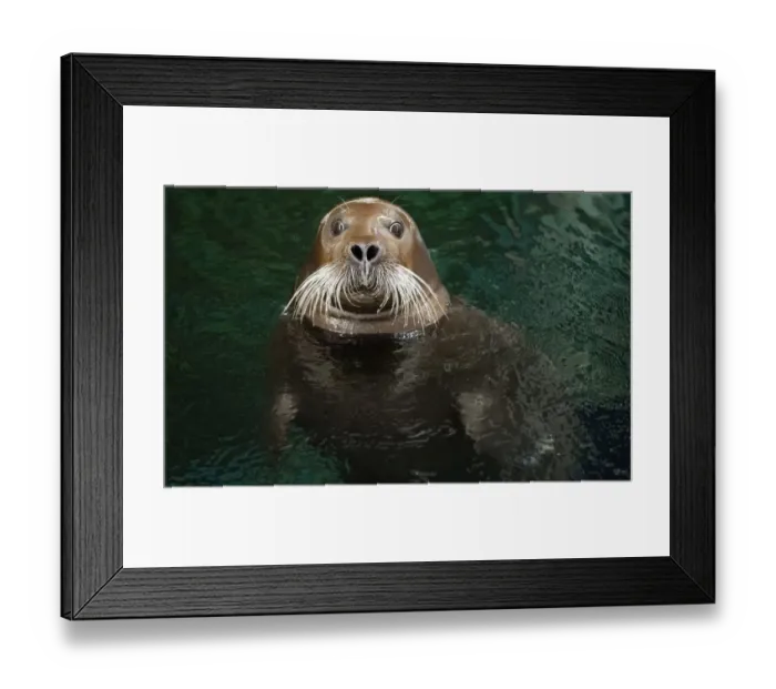 Framed Print : France-Seal Framed Print : France-Seal