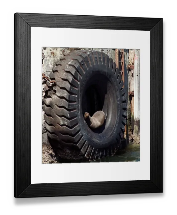 Framed Print : Safrica-Seal-Summer Framed Print : Safrica-Seal-Summer