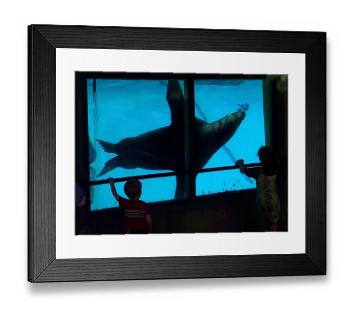 Framed Print : Us-Zoo-Seal Framed Print : Us-Zoo-Seal