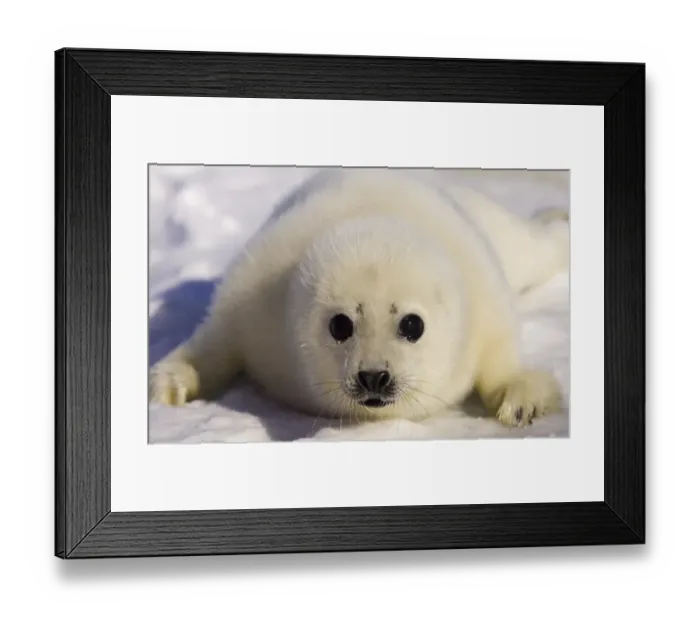 Framed Print : Canada-Environment-Seals-Mccartney Framed Print : Canada-Environment-Seals-Mccartney