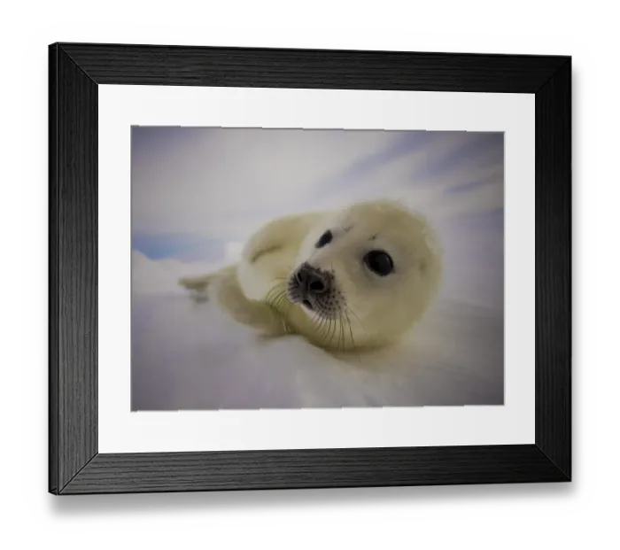 Framed Print : Canada-Animal-Seal Framed Print : Canada-Animal-Seal