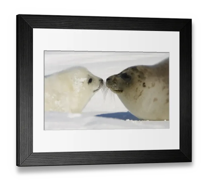 Framed Print : Canada-Animals-Harp Seals Framed Print : Canada-Animals-Harp Seals
