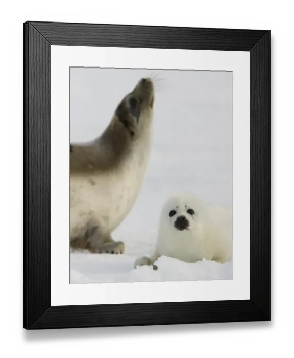 Framed Print : Canada-Animals-Harp Seals Framed Print : Canada-Animals-Harp Seals