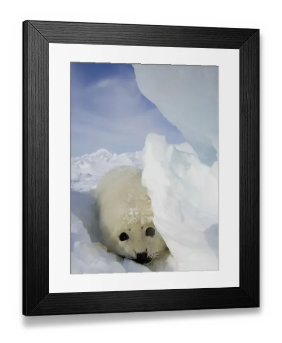 Framed Print : Canada-Animals-Harp Seals