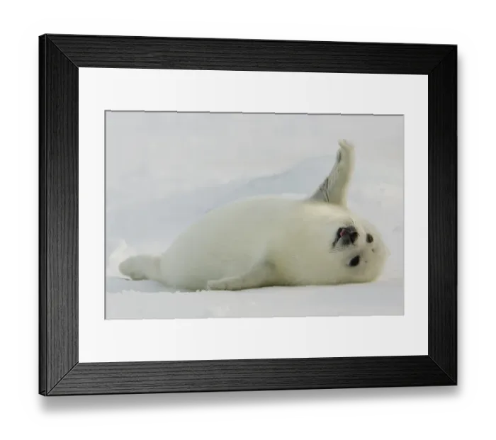 Framed Print : Canada-Animals-Harp Seals Framed Print : Canada-Animals-Harp Seals