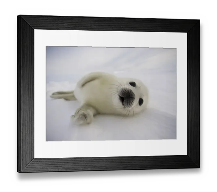 Framed Print : Canada-Animals-Harp Seals Framed Print : Canada-Animals-Harp Seals