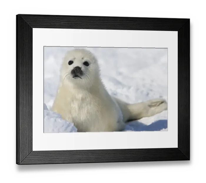 Framed Print : Canada-Animals-Harp Seals