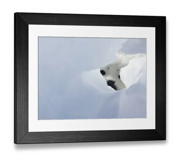 Framed Print : Canada-Animals-Harp Seals