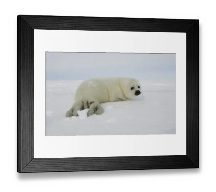 Framed Print : Canada-Animals-Harp Seals