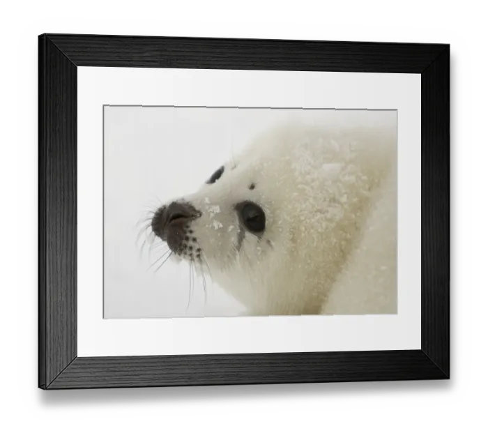 Framed Print : Canada-Animals-Harp Seals Framed Print : Canada-Animals-Harp Seals