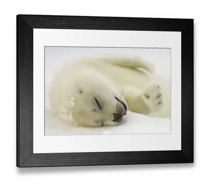 Framed Print : Canada-Animals-Harp Seals Framed Print : Canada-Animals-Harp Seals