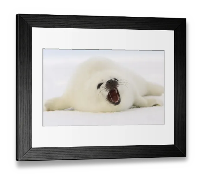Framed Print : Canada-Animals-Harp Seals Framed Print : Canada-Animals-Harp Seals