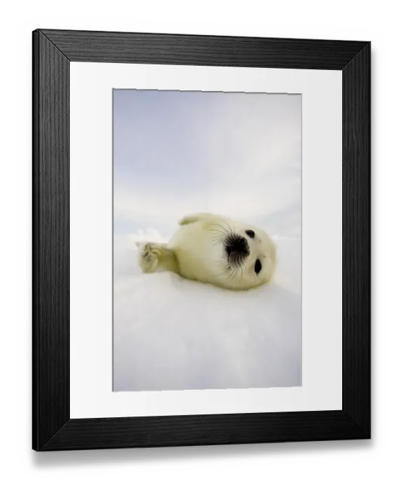 Framed Print : Canada-Animals-Seals Framed Print : Canada-Animals-Seals