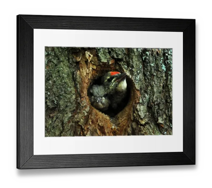 Framed Print : Russia-Birds-Feature Framed Print : Russia-Birds-Feature