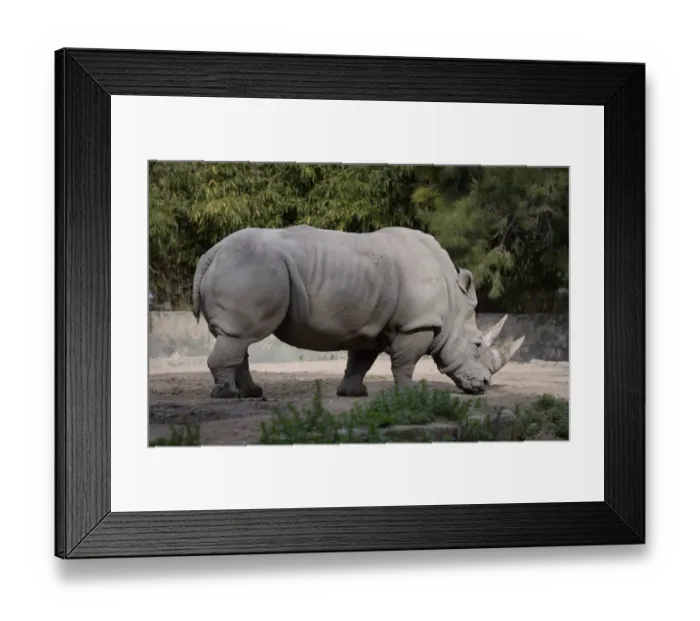 Framed Print : Argentina-Zoo-Rhino