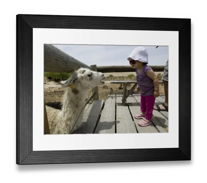 Framed Print : Mideast-Israel-Lamas-Toursim Framed Print : Mideast-Israel-Lamas-Toursim