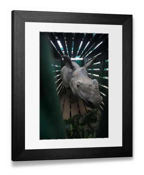 Framed Print : India-Environment-Rhino-Calf Framed Print : India-Environment-Rhino-Calf