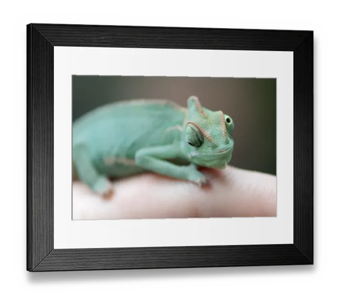 Framed Print : Germany-Animals-Chameleon Framed Print : Germany-Animals-Chameleon