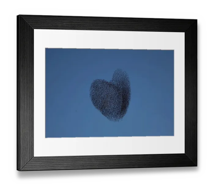 Framed Print : Migrating Starlings Traditional Dance Fly Framed Print : Migrating Starlings Traditional Dance Fly