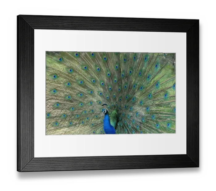 Framed Print : Sri Lanka-Wildlife-Peacock Framed Print : Sri Lanka-Wildlife-Peacock