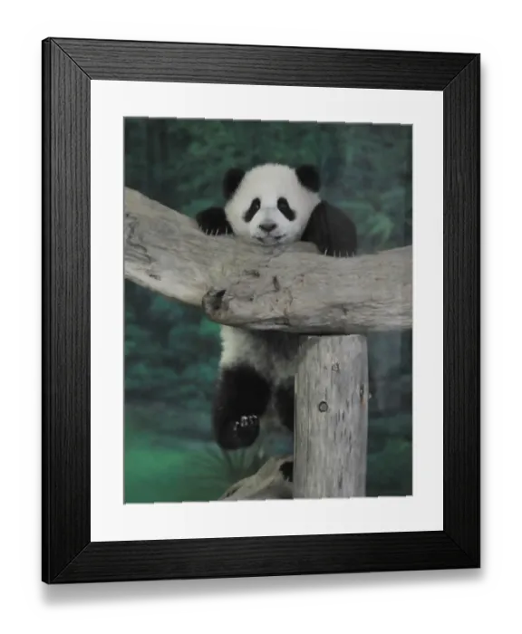 Framed Print : Panda Yuan Zai Public Debut Taipei City Zoo Framed Print : Panda Yuan Zai Public Debut Taipei City Zoo