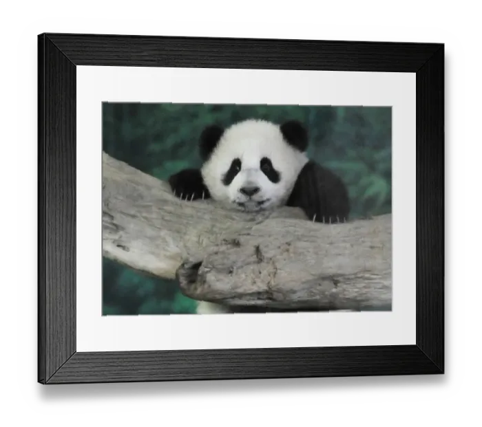 Framed Print : Baby Panda Yuan Zai Taipei City Zoo Framed Print : Baby Panda Yuan Zai Taipei City Zoo