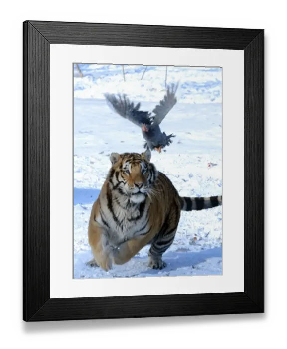 Framed Print : China-Animal-Siberian-Tigers Framed Print : China-Animal-Siberian-Tigers
