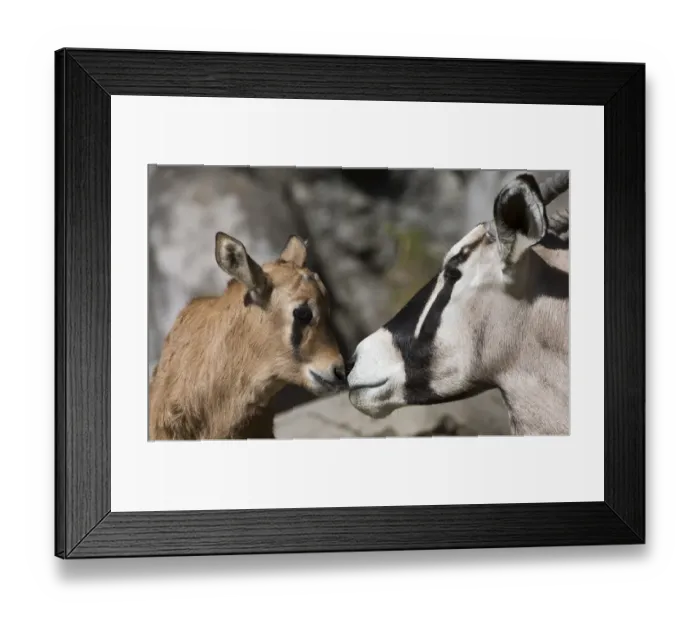 Framed Print : Gemsbok (Oryz Gazella) Chapultepec Zoo Mexico