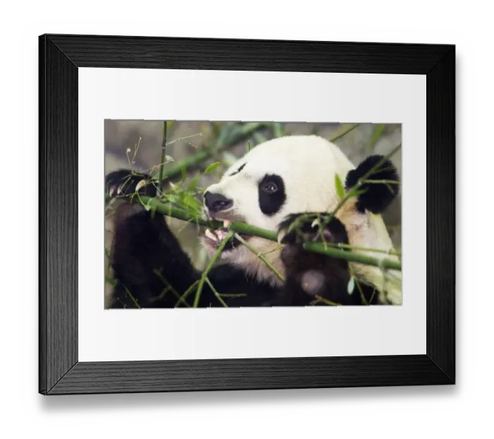 Framed Print : Us-Chna-Panda-Mei Xiang