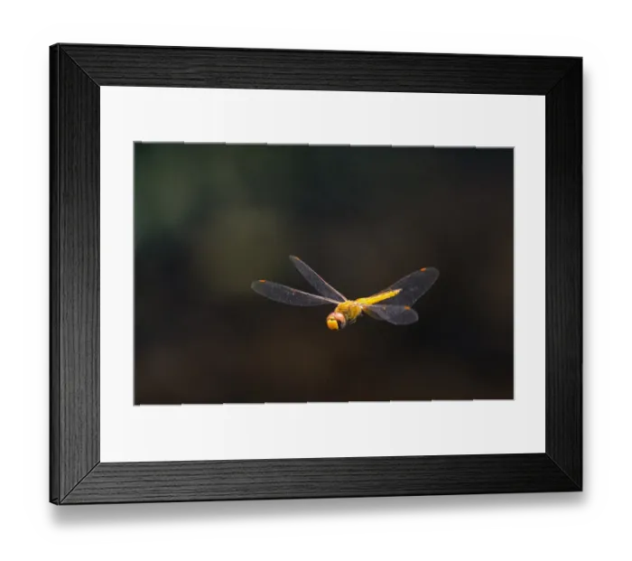 Framed Print : Uruguay-Animals-Dragonfly