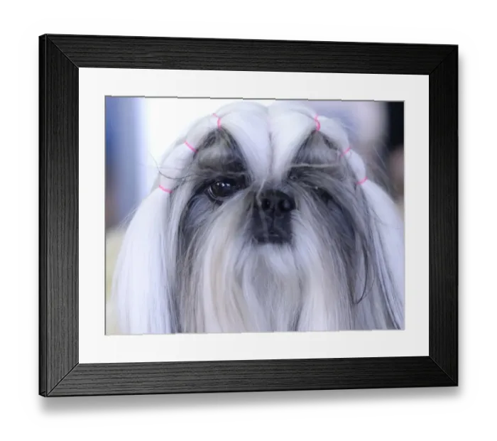 Framed Print : Us-Westminster Dog Show Framed Print : Us-Westminster Dog Show