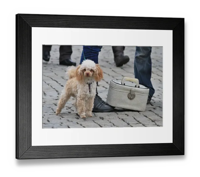 Framed Print : Czech-Guiness Record-Suitcases-Offbeat