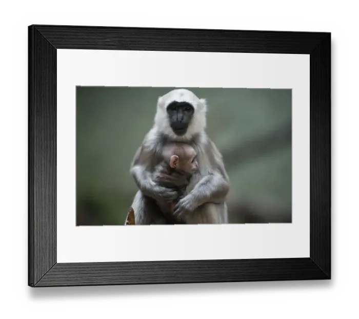 Framed Print : Gray Langur Mother and Baby Berlin Zoo