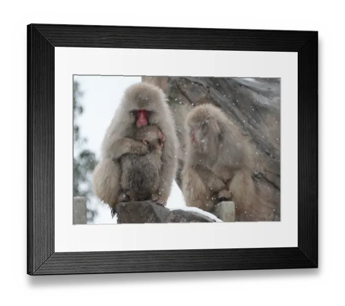 Framed Print : Japan-Weather-Snow Framed Print : Japan-Weather-Snow