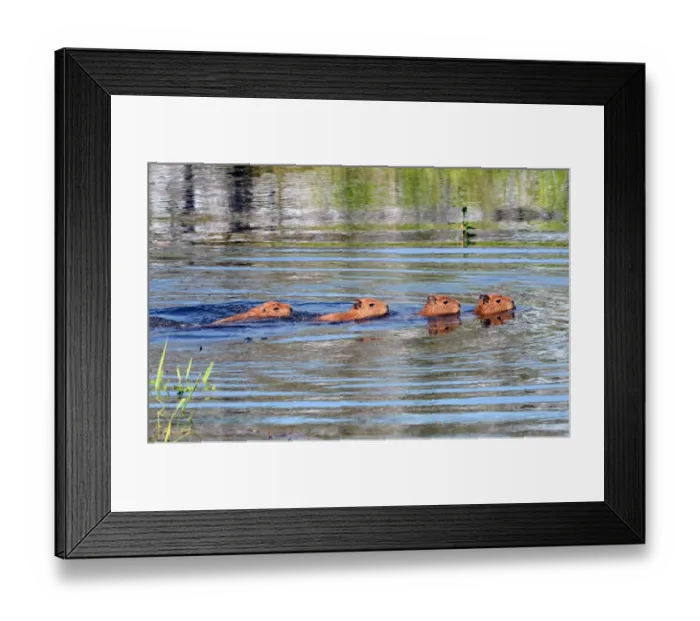 Framed Print : Bolivia-Floods Framed Print : Bolivia-Floods