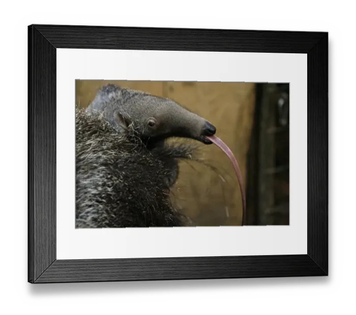 Framed Print : Anteater Zlin Zoo