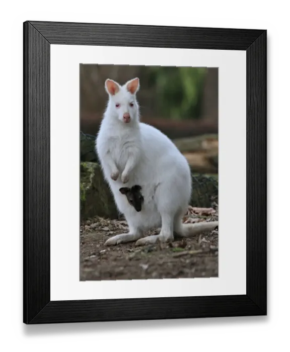 Framed Print : Baby Kangaroo Watching from Mothers Pouch Zlin Zoo Framed Print : Baby Kangaroo Watching from Mothers Pouch Zlin Zoo