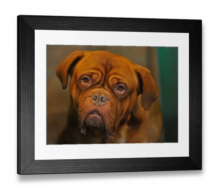 Framed Print : Britain-Animal-Crufts Framed Print : Britain-Animal-Crufts