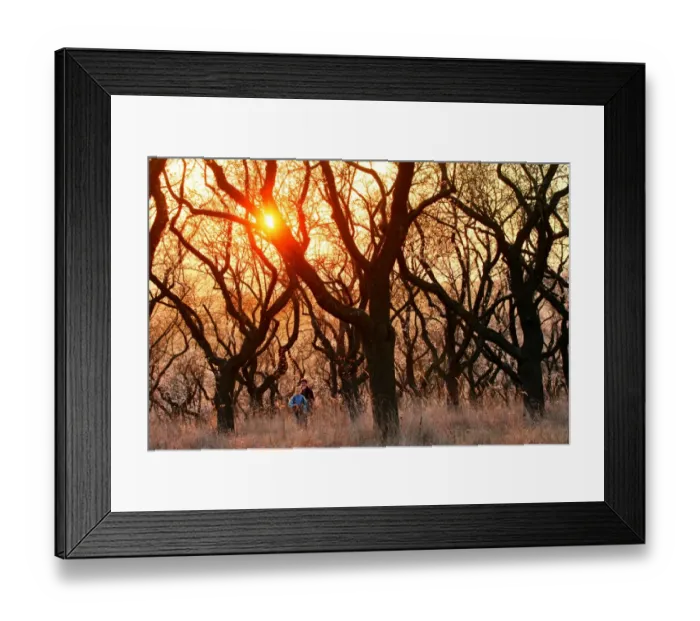 Framed Print : Hustopece Almond Tree Sunset Bloom