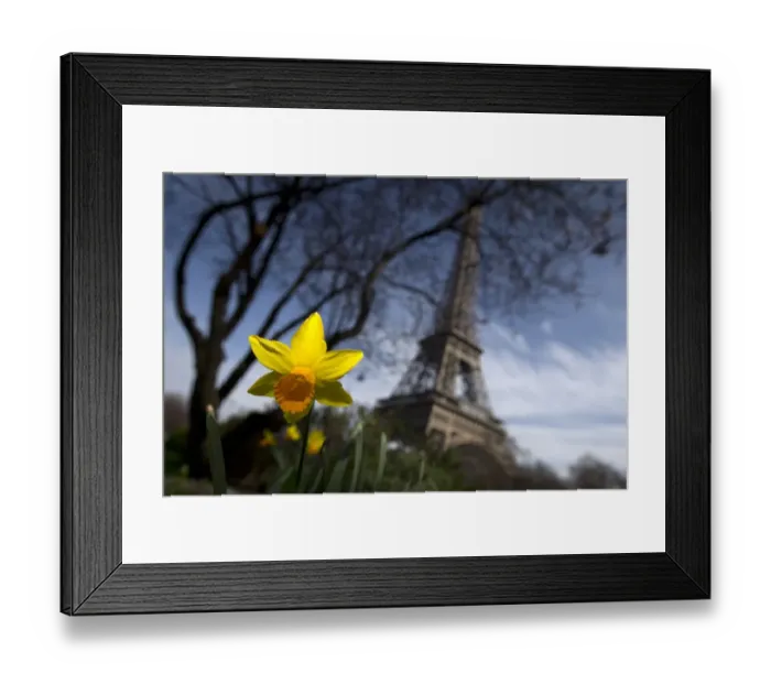 Framed Print : Daffodils Blossom Paris Framed Print : Daffodils Blossom Paris